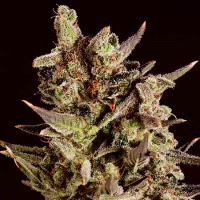 SuperCBDx Seeds Blueberry Headband x SCBDx Feminized