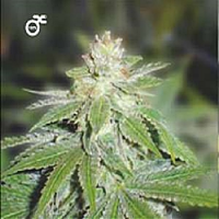 Medical Seeds Devil Fruit Feminized