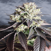 The Runtz - Feminized - BSB Genetics
