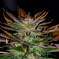Kannabia Seeds McEarly Regular