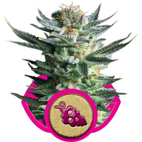 Fruit Spirit – Feminized – Royal Queen Seeds