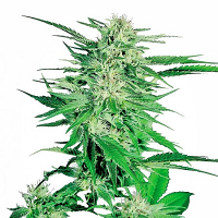 Bulk Seeds Big Bang Feminized