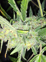 Female Seeds Auto White Widow x Big Bud Feminized