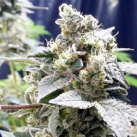 Connoisseur Genetics Seeds Girl Scout Jones Feminized