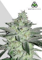 Auto Seeds Diesel Berry Auto Feminized