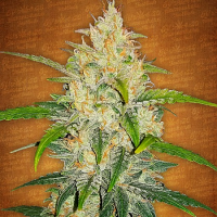 Zkittlez Auto – Feminized – Fast Buds