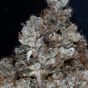 Don GG. - Feminized - Don Avalanche Seeds