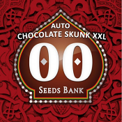 Auto Chocolate Skunk XXL - Feminized - OO Seeds