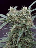 Gimli Auto - Feminized - Big Monster Seeds