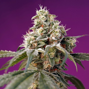 Bruce Banner Auto - Feminized - Sweet Seeds