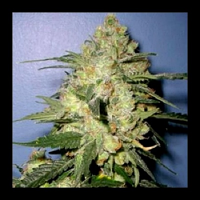 Next Generation Seeds Stinky Regular