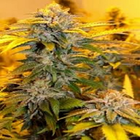 Next Generation Seeds Grapefruit Guava Regular