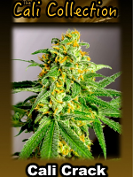 Cali Crack - Feminized - BSB Genetics
