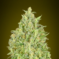 Auto Pineapple Glue - Feminized - Advanced Seeds