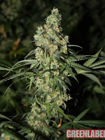 Green Label Seeds Killer White Feminised