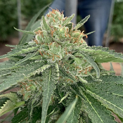 Shock Remedy CBD - Feminized - Resin Seeds