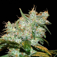 Genehtik Seeds AK Auto Goxuak Auto Feminised