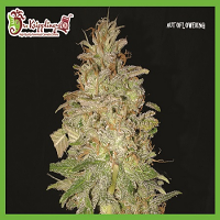 Dr Krippling Seeds Chocolate Orange Auto Feminized