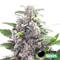 Bomb Seeds THC Bomb Feminized