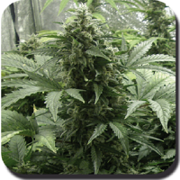 Buddha Seeds White Dwarf Auto Feminised