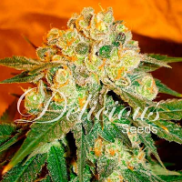 Delicious Seeds Marmalate Regular