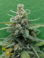Breaking Buds Seeds Soylent Green Auto Feminized