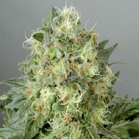 De Sjamaan Seeds White Widow Feminised