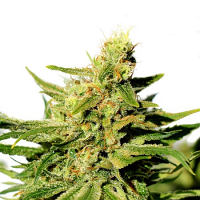 BCN Diesel CBD - Feminized - Kannabia