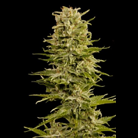 Bulk Seeds Auto AK Feminized
