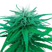 Ruderalis Indica – Regular – Sensi Seeds