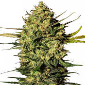 Master Kush Auto - Feminized - White Label Seeds