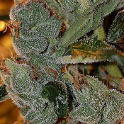 ChemDog Haze - Regular - Connoisseur Genetics