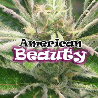 Dr Underground Seeds American Beauty Feminized