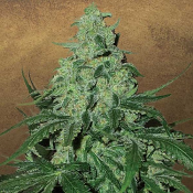 Super Skunk Auto – Feminized – Garden of Green