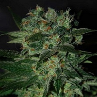 World of Seeds Diamond Line Stoned Immaculate Feminized