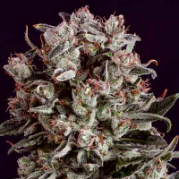 SuperCBDx Seeds Critical Mass x SCBDx Feminized