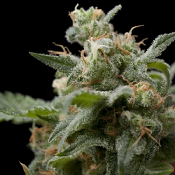 Super Hash - Feminized - Pyramid Seeds