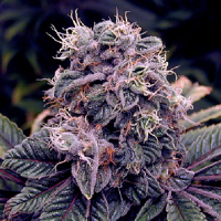 Spliff Seeds BlueBerry Regular (Silver)