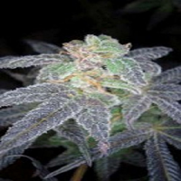 Reserva Privada Seeds Purple OG #18 Feminised