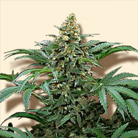 Bulk Seeds Bubblegum Feminized