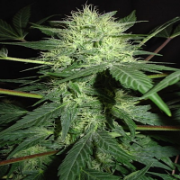 Bulk Seeds Northern Lights x Northern Lights Feminized