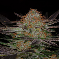 TGA Subcool Seeds Qrazy Train Regular  