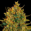 Northern Lights x Big Bud - Feminized - World of Seeds