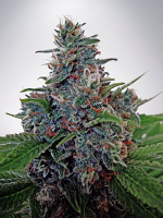 Ministry of Cannabis Seeds Auto Blue Amnesia Feminized