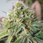Critical XXL Auto – Feminized – Garden of Green