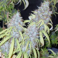 Connoisseur Genetics Seeds Haze Freak Regular