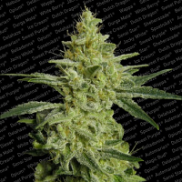 Paradise Seeds Allkush Feminized