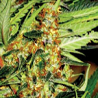 Super Strains Amajikoym Feminized