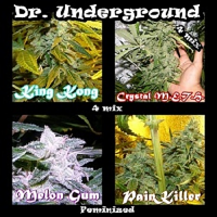 Dr Underground Seeds Surprise Killer Mix Feminized