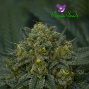 Auto Blackberry Moonrocks - Feminized - Anesia Seeds